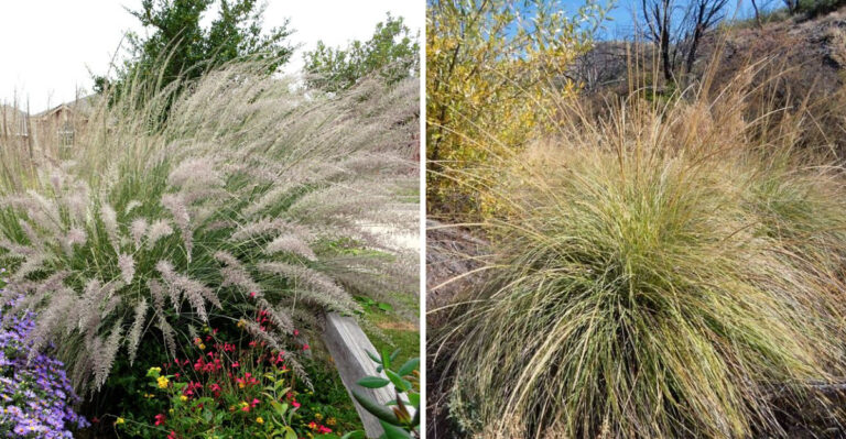 8 Low Maintenance Perennial Grasses That Thrive In Arizona Year After Year
