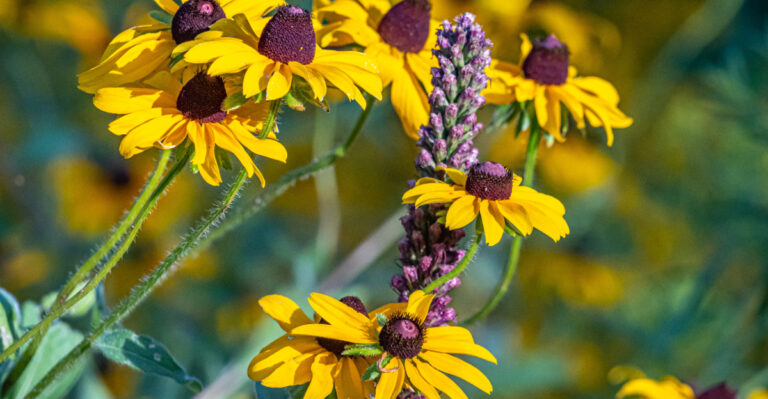 low maintenance flowers