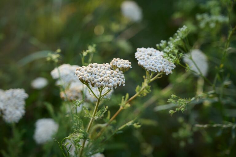 yarrow