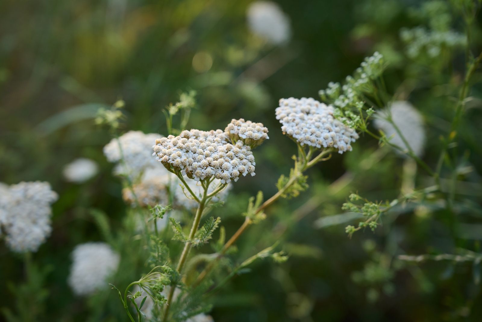 yarrow