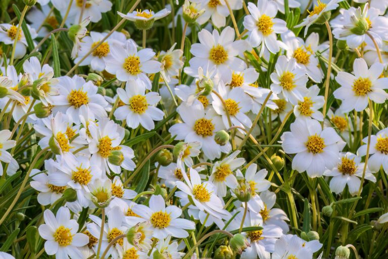blackfoot daisy