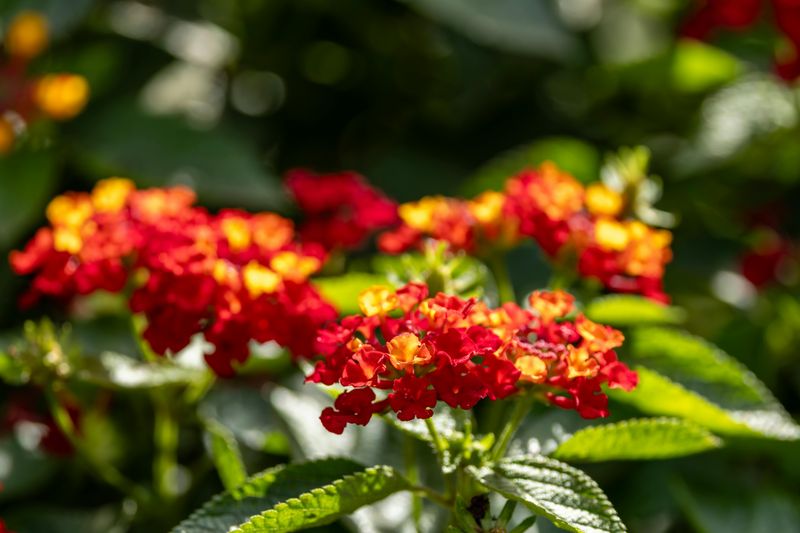 Texas Lantana (Lantana Urticoides)