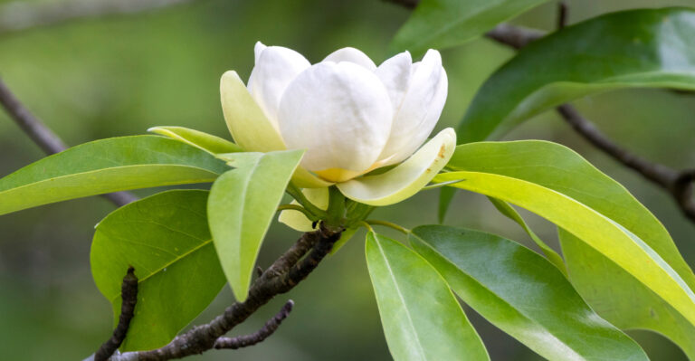 magnolia (featured image)