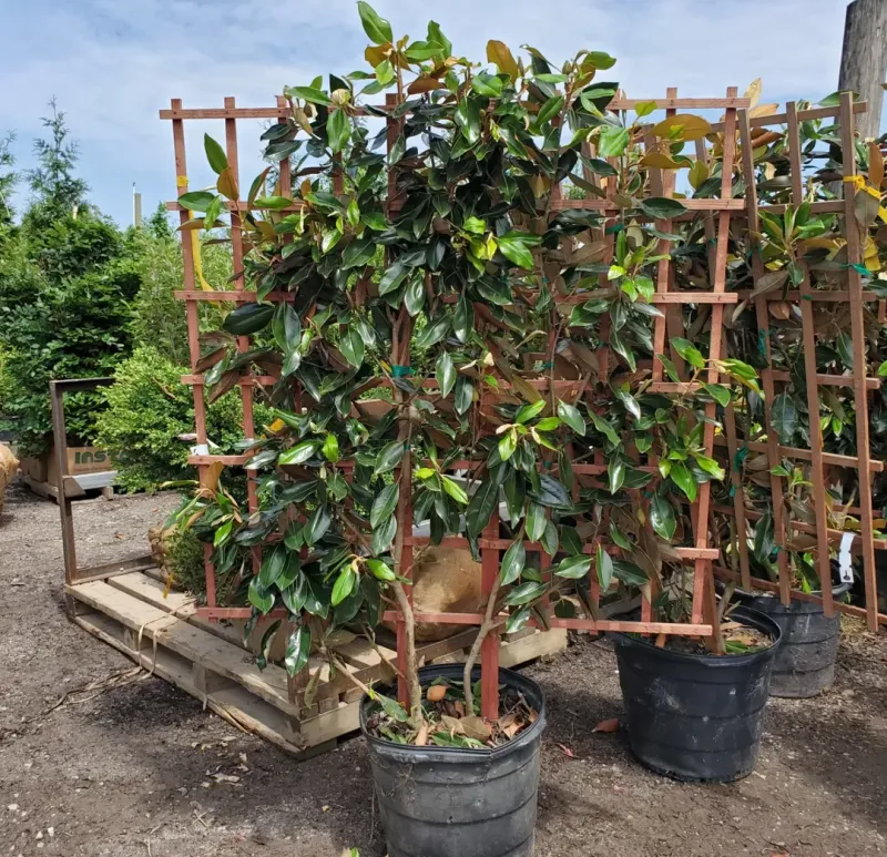 Little Gem Magnolia Stays Compact With Classic White Blooms