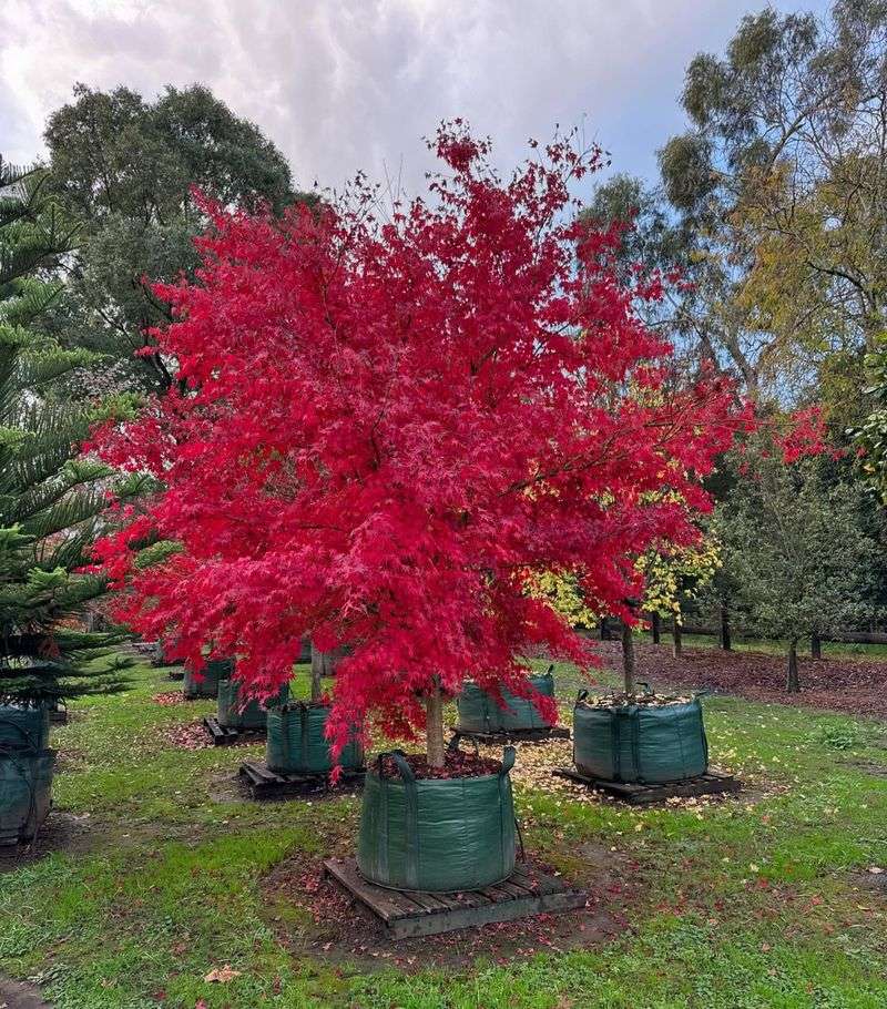Japanese Maple (Acer palmatum)