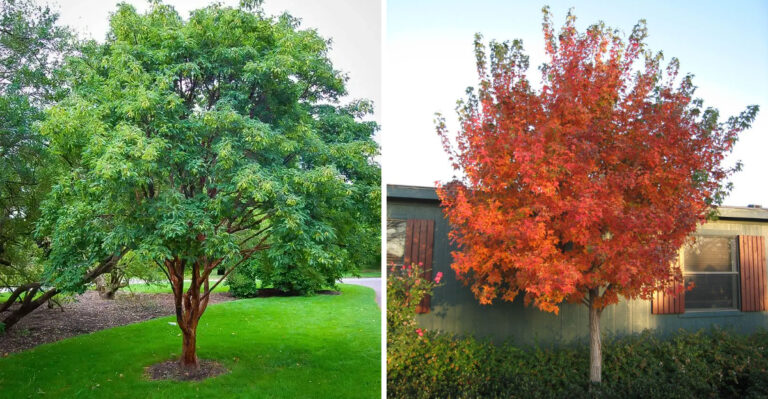 8 Maple Tree Varieties Perfect For Small Yards In Michigan