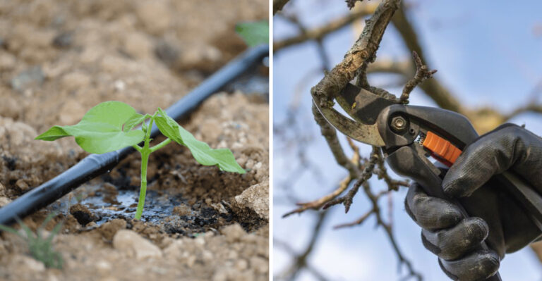 8 March Garden Tasks You Shouldn’t Skip In Tucson, Arizona