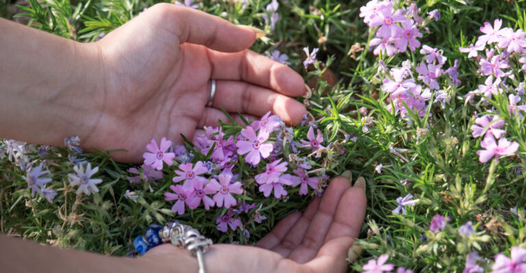 phlox in hands