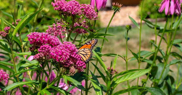 8 Milkweed Types Michigan Gardeners Can Grow To Support Monarch Butterflies