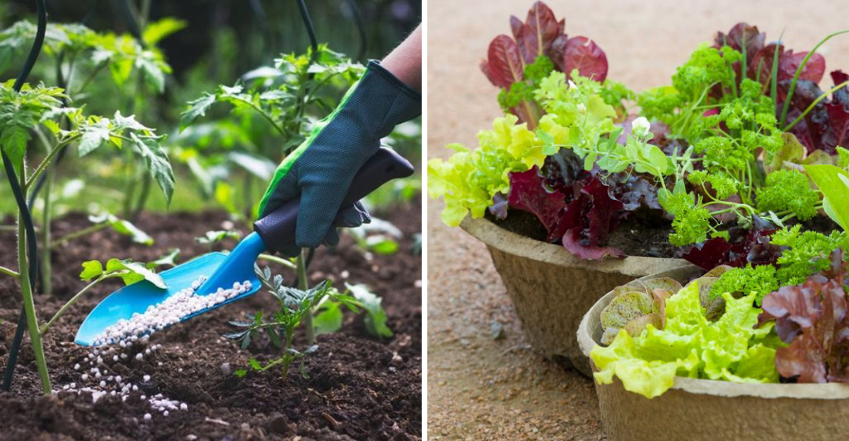 Fertilizing and plants