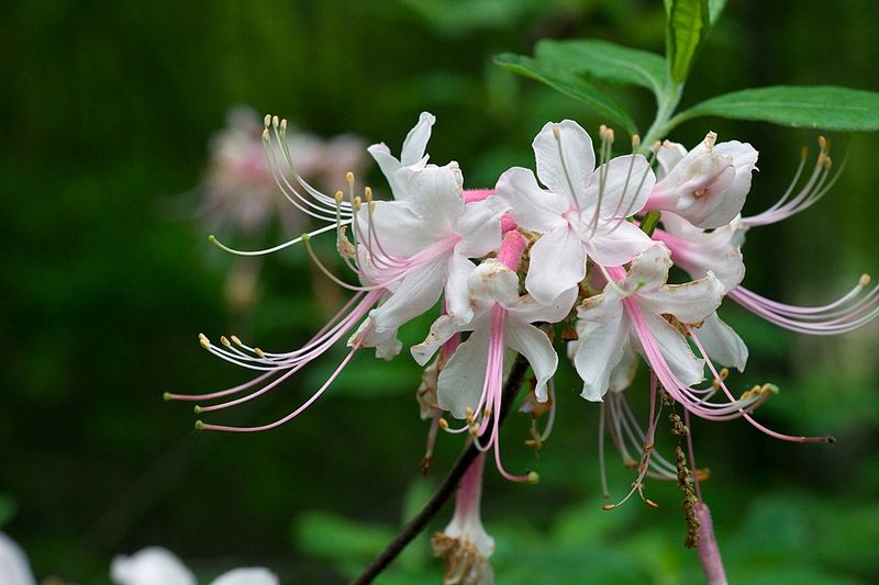 Native Azaleas Bring Spring Blooms And Set Buds Soon After