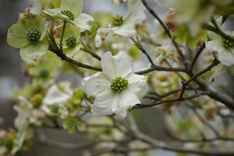 Flowering Dogwood Adds Classic Spring Blooms With Native Appeal