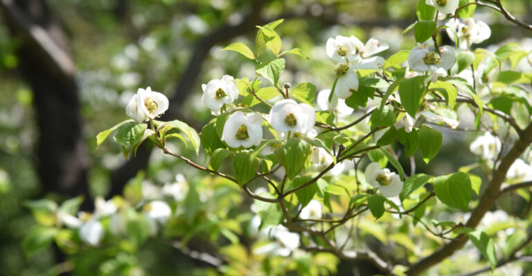 tree (featured image)