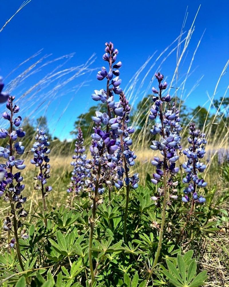 Wild Lupine (Lupinus Perennis)