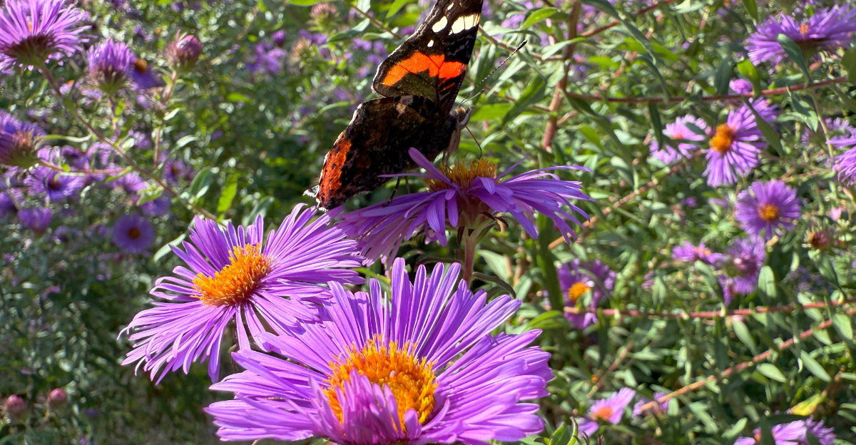 butterfly on england aster