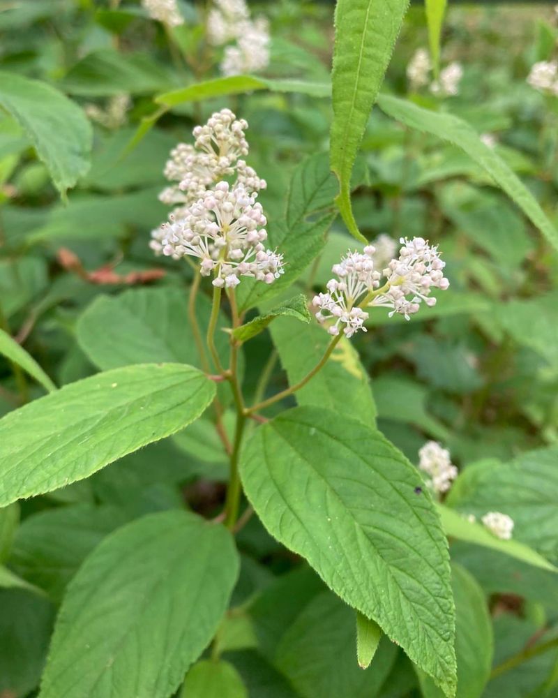 New Jersey Tea That Pops With Color