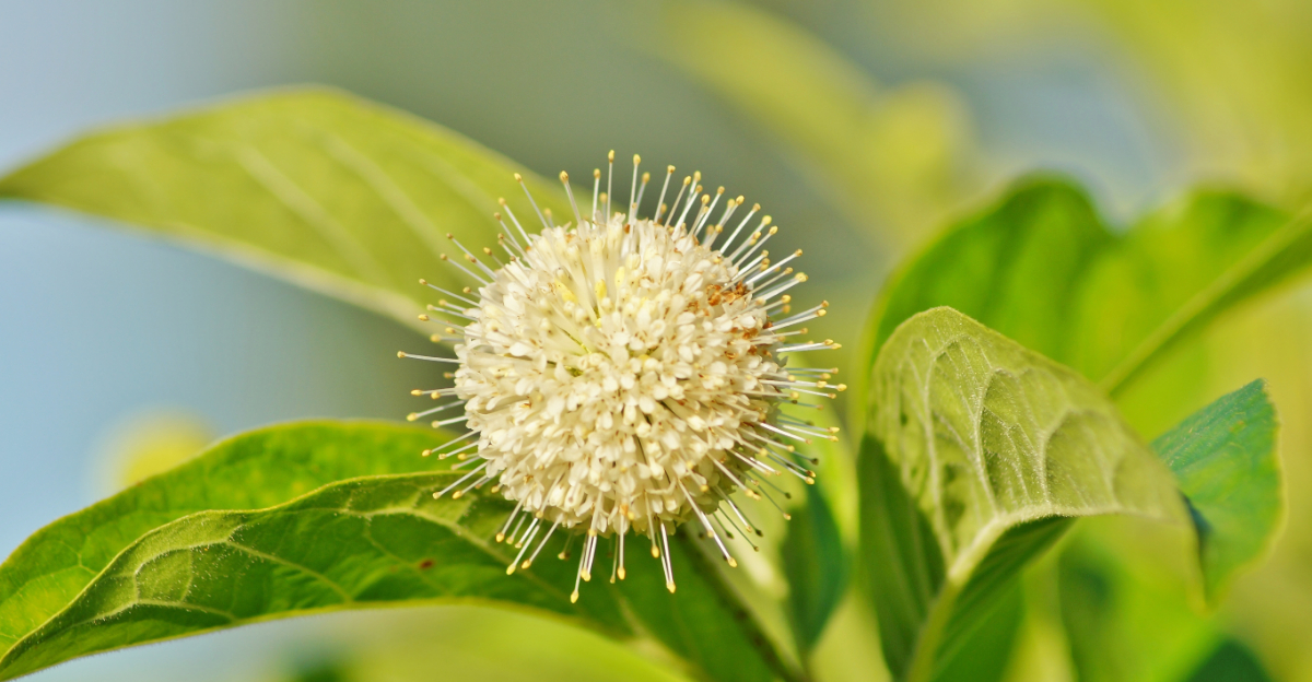 8 Native Michigan Shrubs Perfect For Front Yards