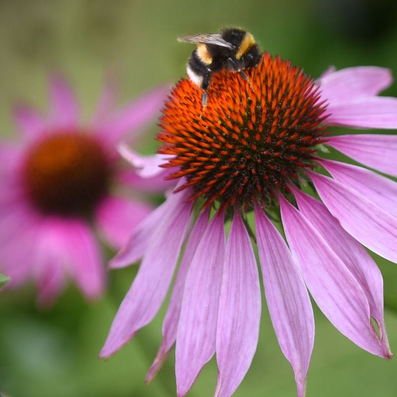 Bold Blooming Purple Coneflower