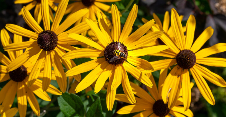 8 Native Ohio Flowers That Attract Pollinators To Your Garden