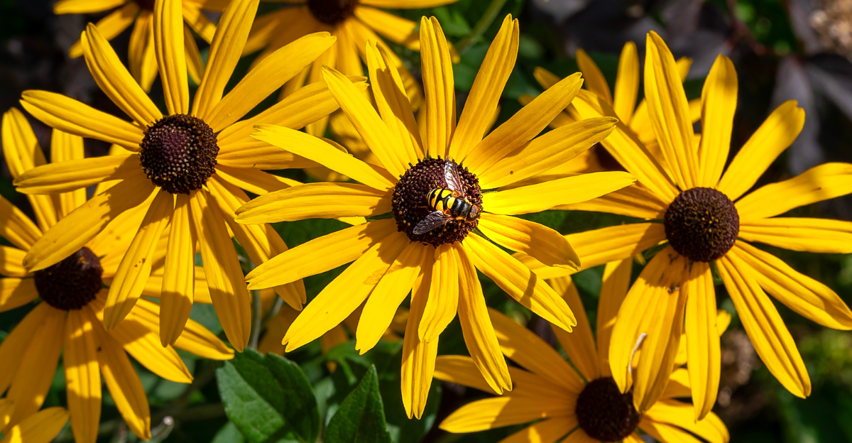 8 Native Ohio Flowers That Attract Pollinators To Your Garden