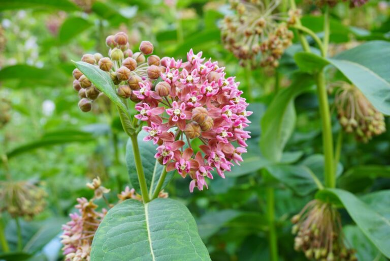 common milkweed