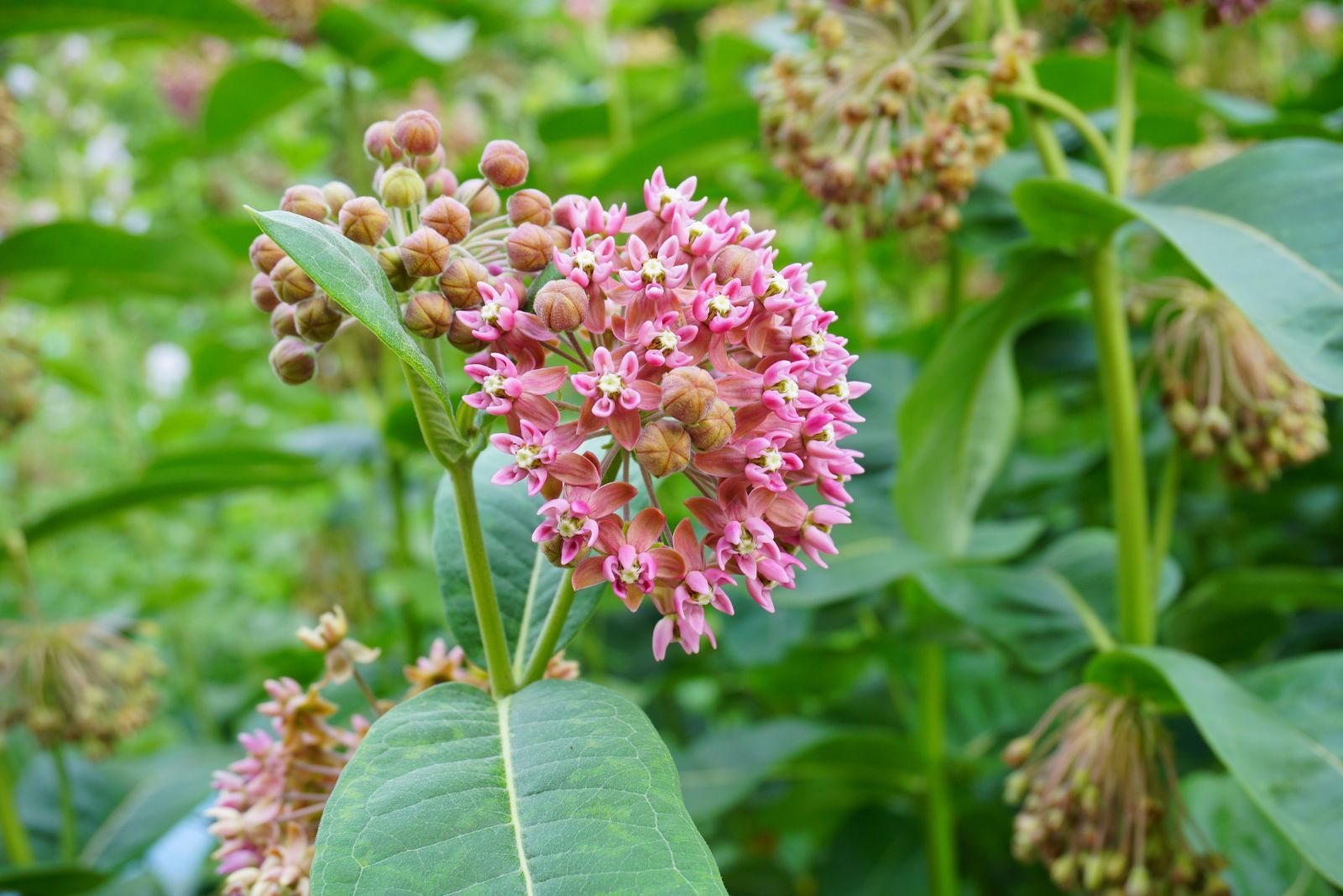 common milkweed
