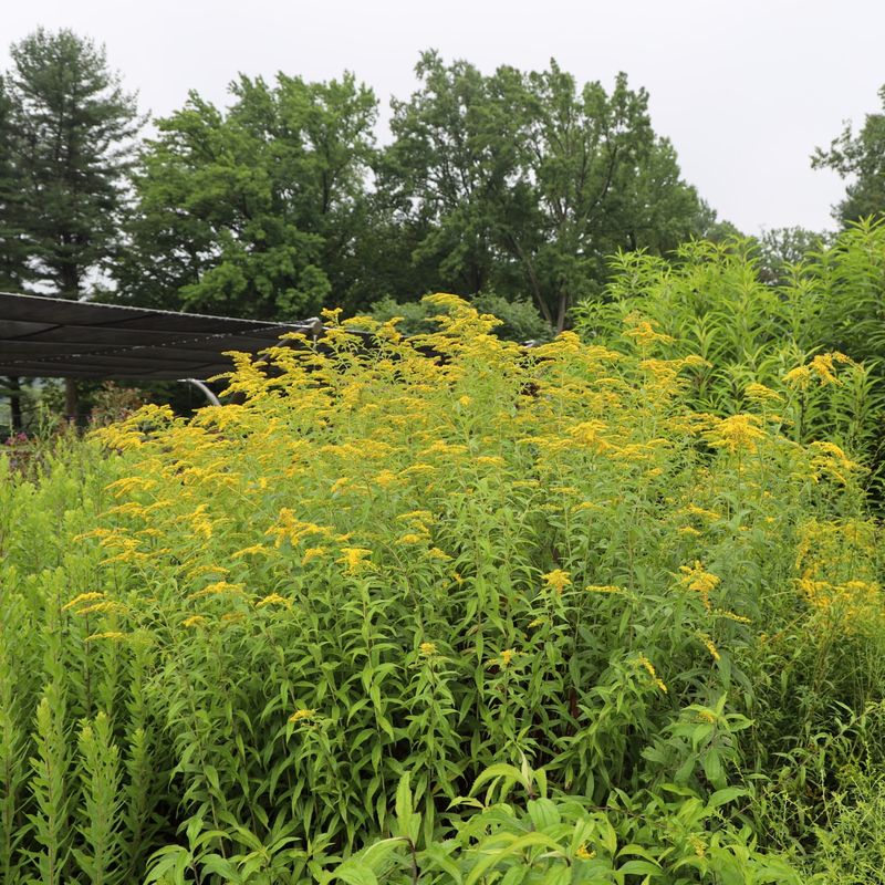 Canada Goldenrod (Solidago Canadensis)