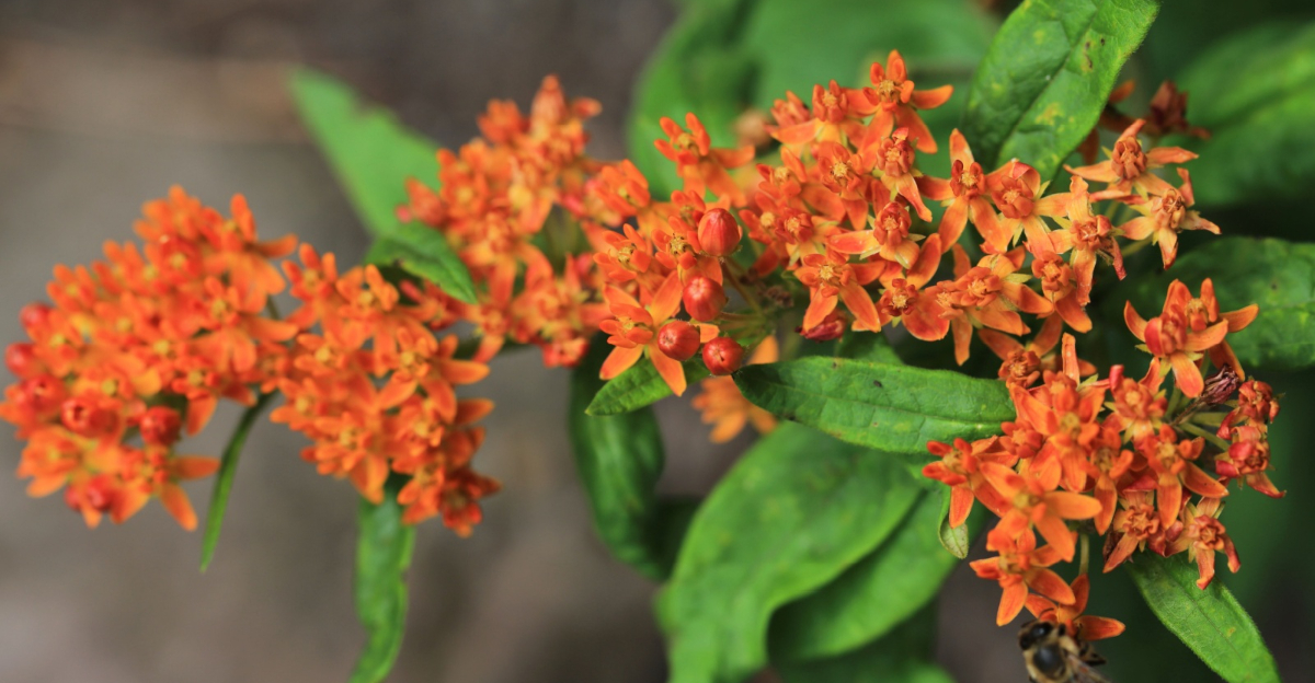 Blooming butterfly weed