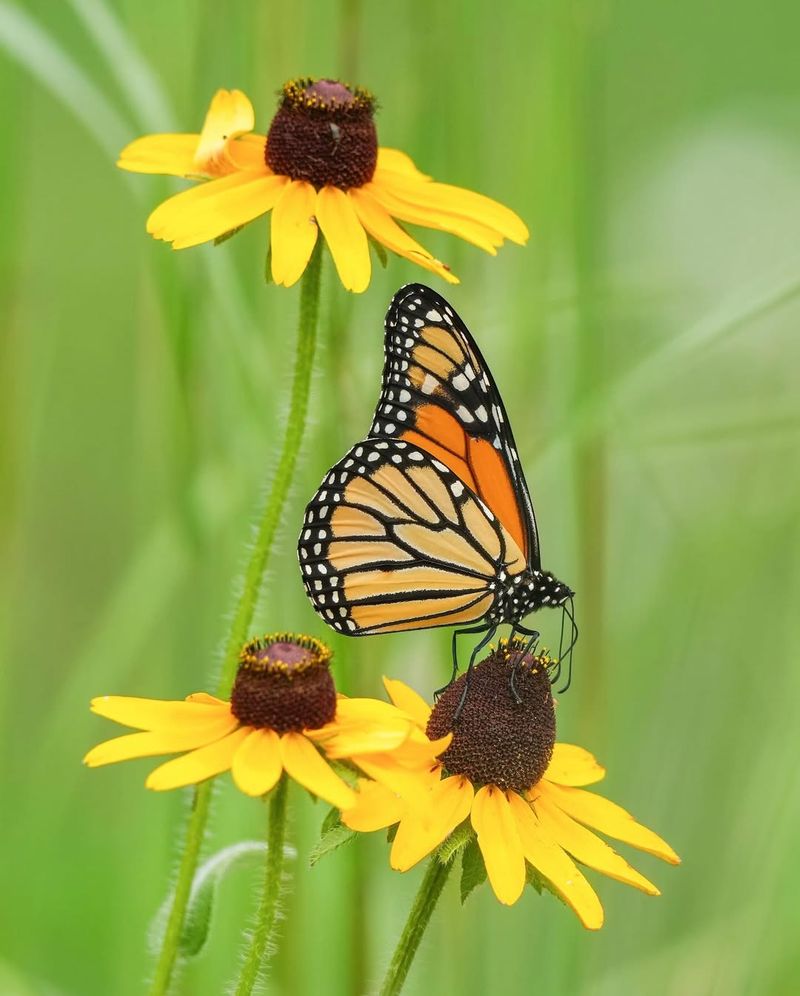 Black‑Eyed Susan Bringing Sunshine To Every Corner