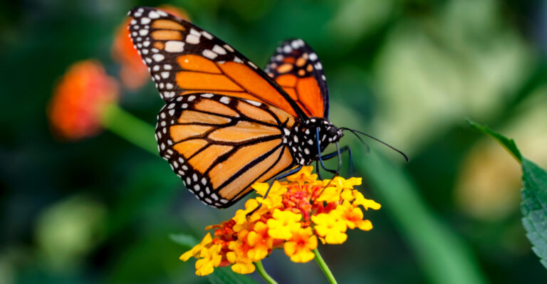 8 Native Plants In Ohio That Bring Wildlife To Your Garden