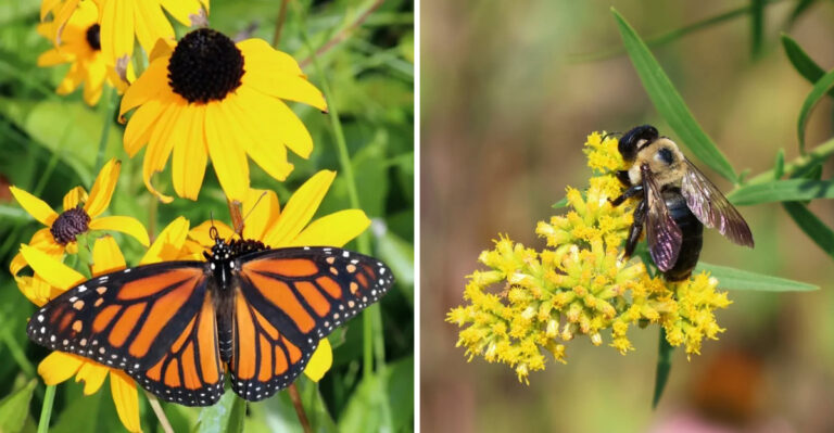 8 Native Plants That Fill Georgia Gardens With Butterflies And Bees