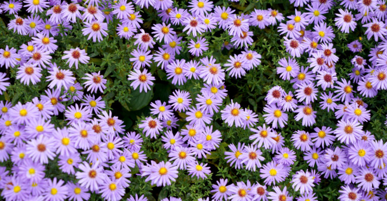 8 Native Plants That Keep North Carolina Gardens Blooming From March Through September