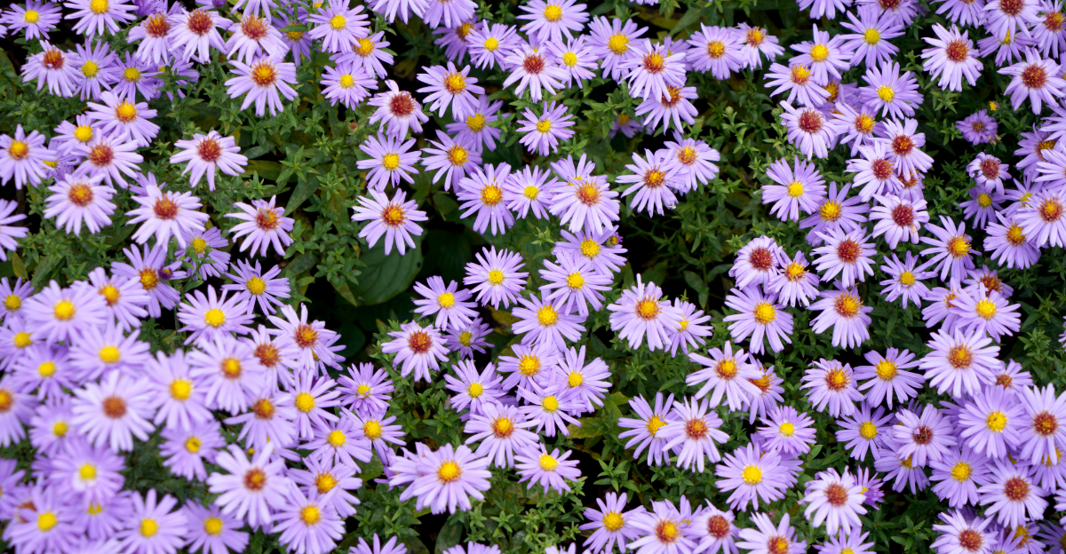 8 Native Plants That Keep North Carolina Gardens Blooming From March Through September