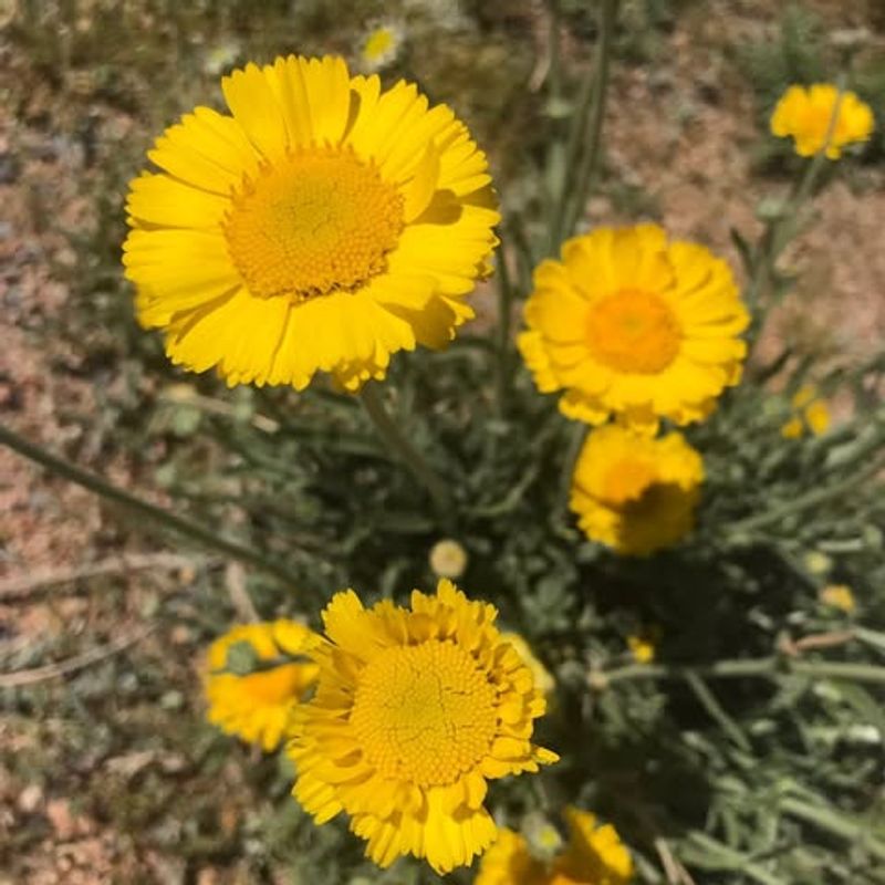 Desert Marigold Thrives In Containers With Minimal Water
