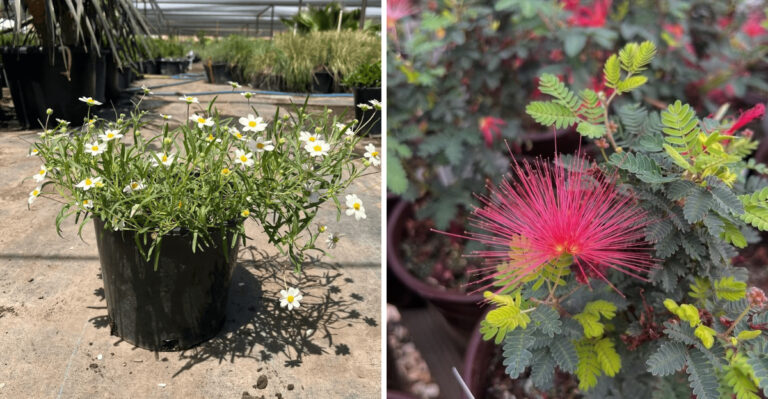 8 Native Plants That Thrive In Containers On Arizona Patios Before Heat Sets In