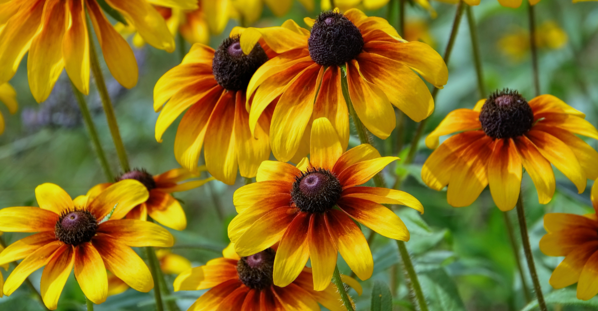 black eyed susan (featured image)