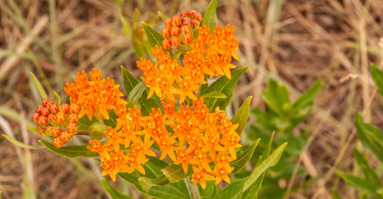 plant (featured image)