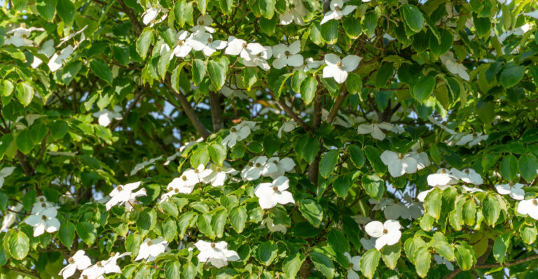 trees (featured image)