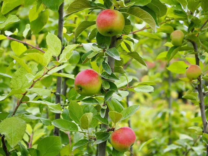 Apple Trees