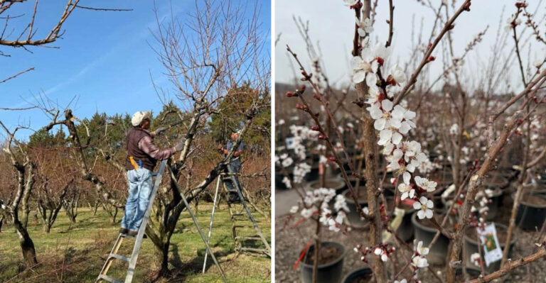 8 North Carolina Fruit Trees You Can Safely Prune In March And 4 You Should Leave Alone
