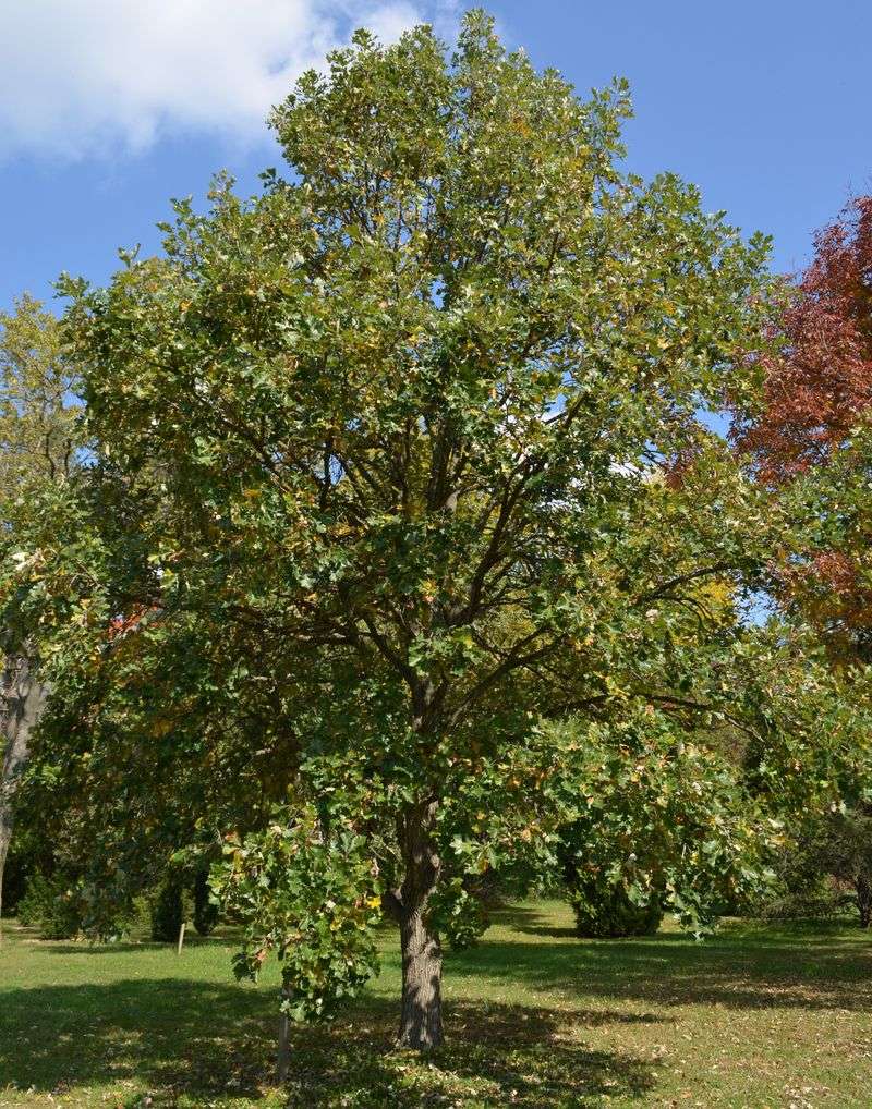 Oak Trees Support More Life Than You Think
