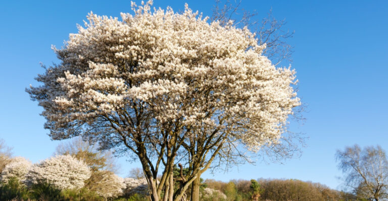 Serviceberry tree