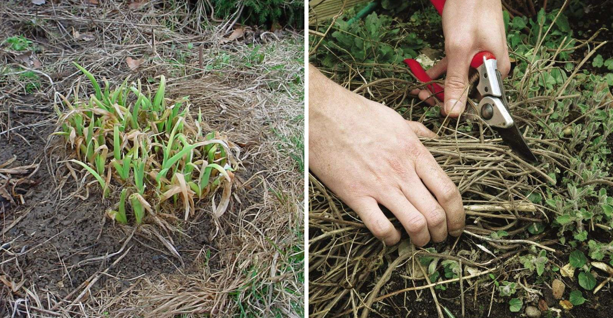 cut back daylily and catmint