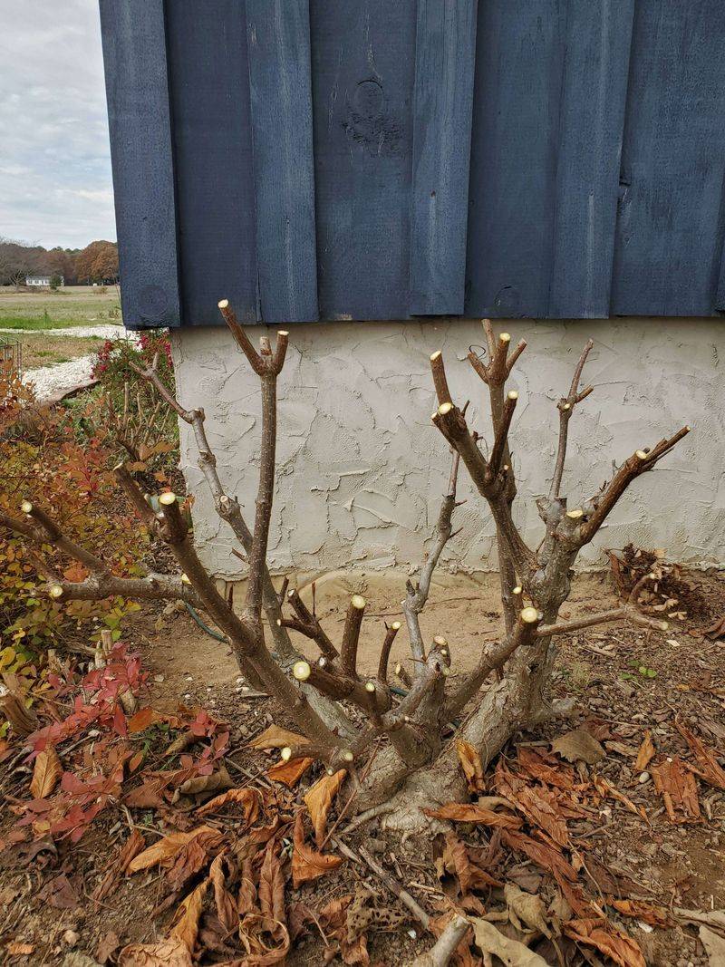 Panicle Hydrangea Blooms Better With A Strong Spring Cut
