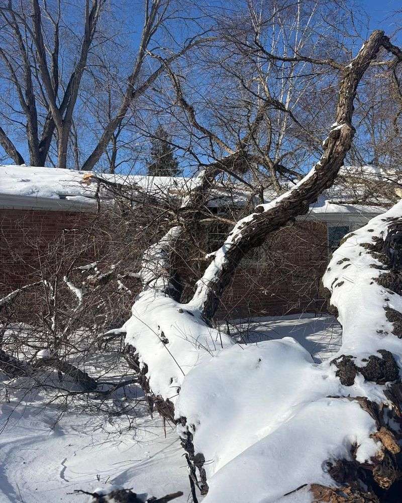 Bradford Pear Overcrowds Streets And Fails In Storms