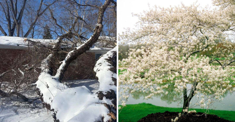 bradford pear and serviceberry tree