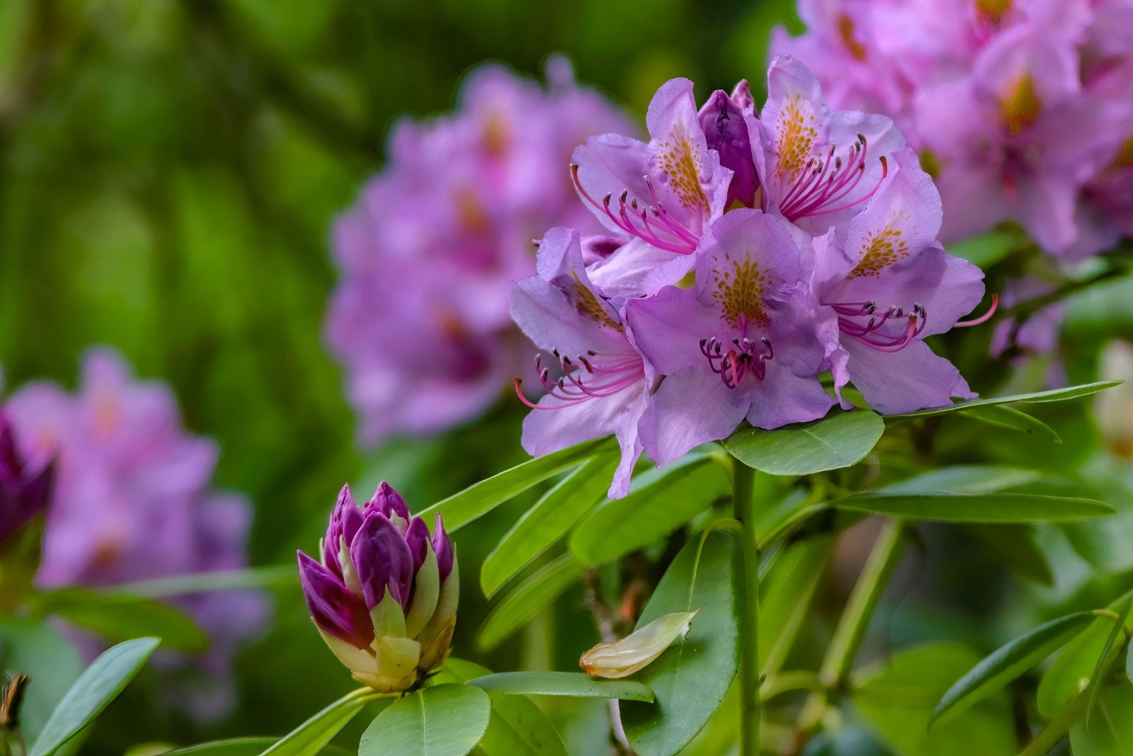 Rhododendron