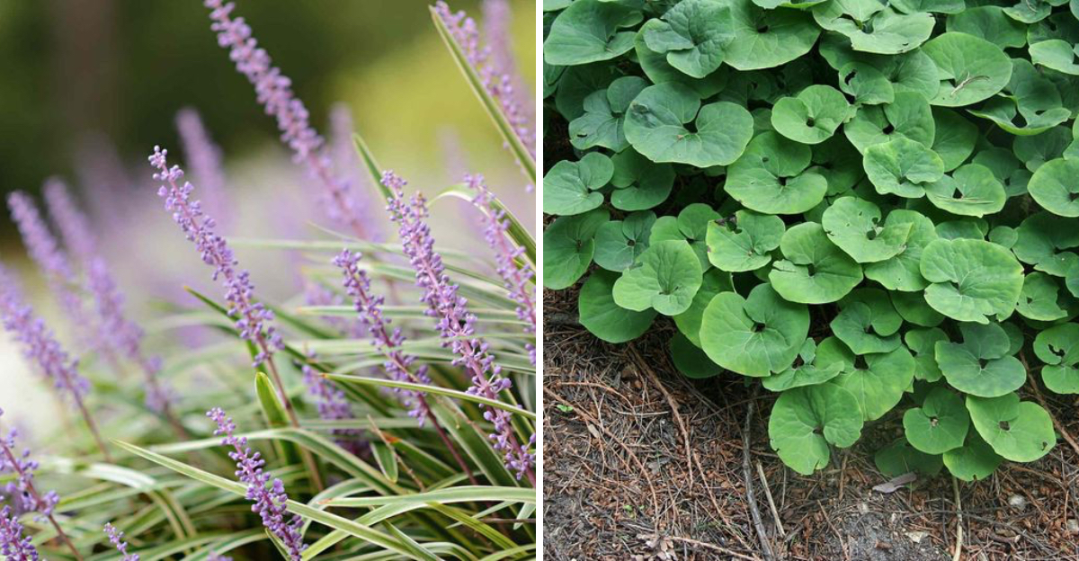 Liriope Muscari and wild ginger