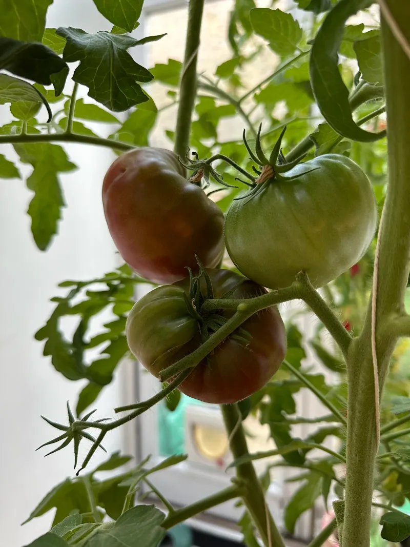 Shade Can Leave Tomatoes Thin And Slow To Produce