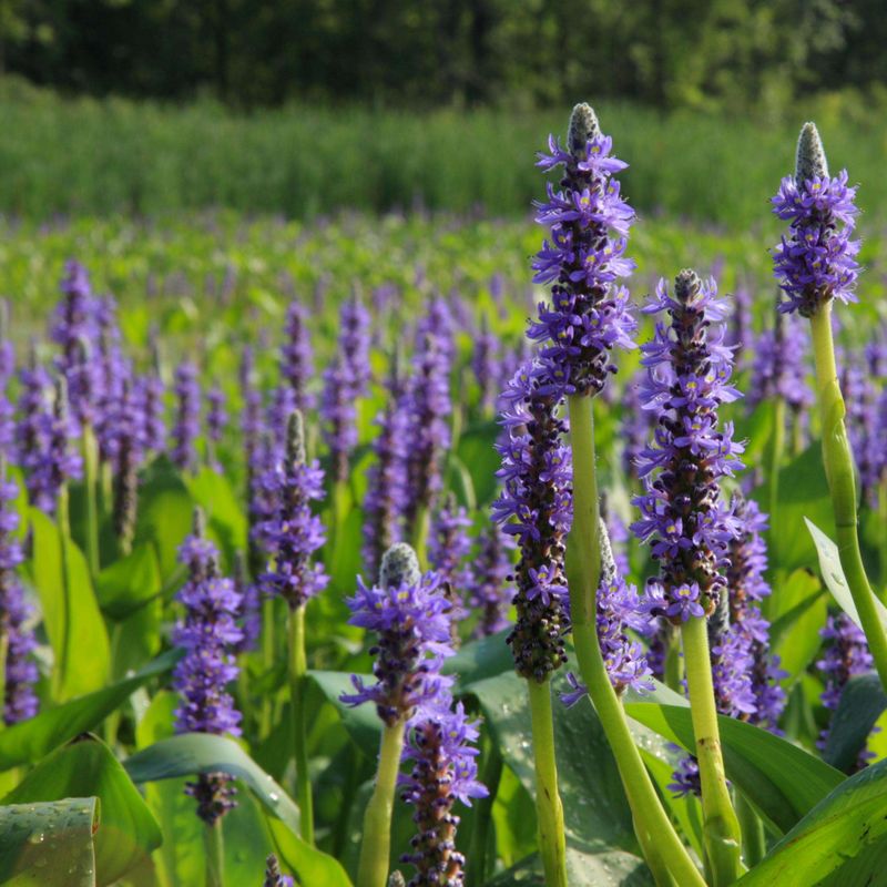 Pickerelweed And Its Bold Purple Flower Spikes